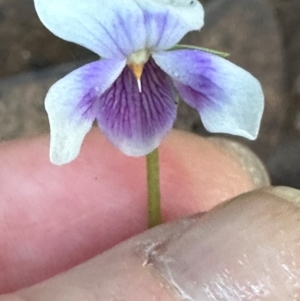 Viola sp. at Bangalee, NSW - 14 May 2024