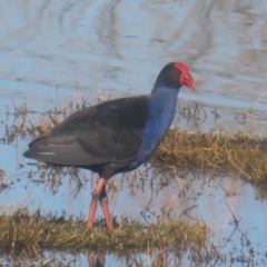 Porphyrio melanotus (Australasian Swamphen) at Jerrabomberra Wetlands - 13 May 2024 by MatthewFrawley