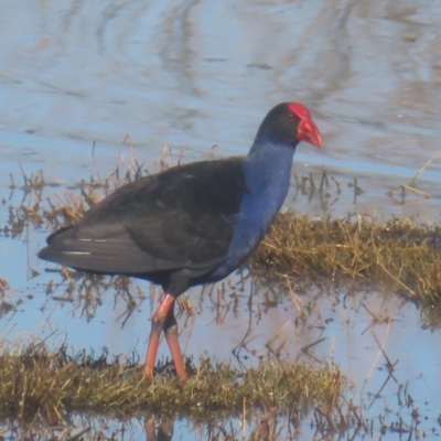 Porphyrio melanotus (Australasian Swamphen) at Fyshwick, ACT - 13 May 2024 by MatthewFrawley