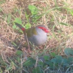 Neochmia temporalis (Red-browed Finch) at Fyshwick, ACT - 13 May 2024 by MatthewFrawley