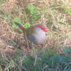 Neochmia temporalis (Red-browed Finch) at Jerrabomberra Wetlands - 13 May 2024 by MatthewFrawley