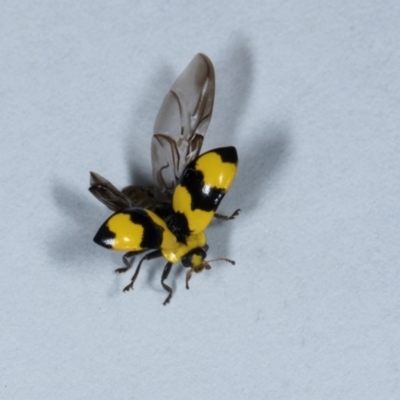 Illeis galbula (Fungus-eating Ladybird) at Higgins, ACT - 14 May 2024 by AlisonMilton