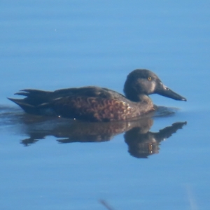 Spatula rhynchotis at Jerrabomberra Wetlands - 13 May 2024