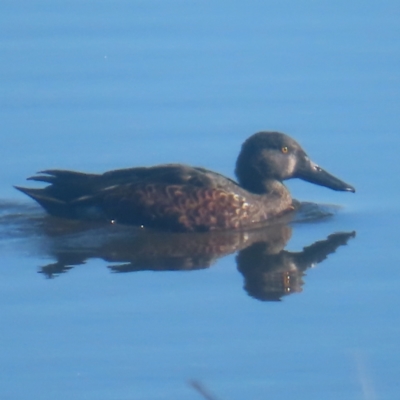 Spatula rhynchotis (Australasian Shoveler) at Jerrabomberra Wetlands - 13 May 2024 by MatthewFrawley