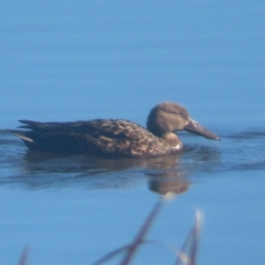 Spatula rhynchotis at Jerrabomberra Wetlands - 13 May 2024