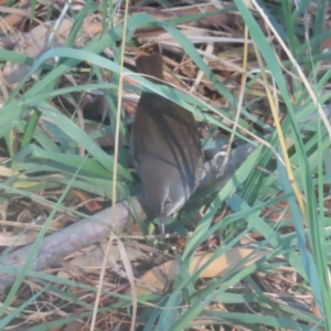 Sericornis frontalis at JER500: JWs - Kellys @ Bittern Birdhide - 13 May 2024 10:56 AM