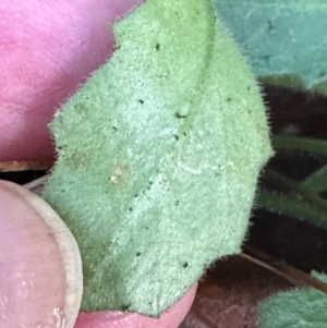 Lagenophora gracilis at Bangalee, NSW - 14 May 2024