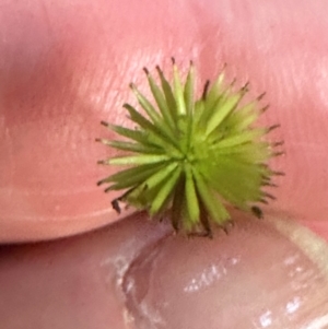 Lagenophora gracilis at Bangalee, NSW - 14 May 2024