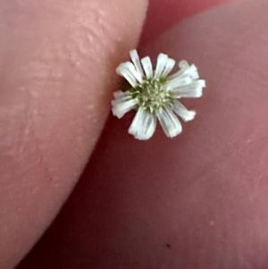 Lagenophora gracilis at Bangalee, NSW - 14 May 2024 03:54 PM
