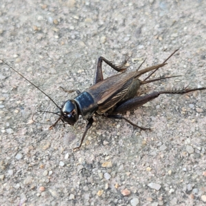 Teleogryllus commodus at QPRC LGA - 14 May 2024