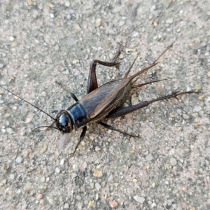 Teleogryllus commodus at QPRC LGA - 14 May 2024