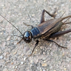 Teleogryllus commodus at QPRC LGA - 14 May 2024