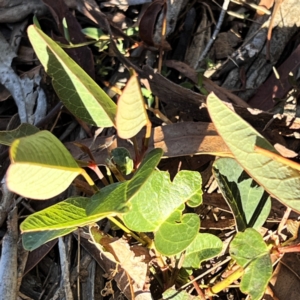 Hardenbergia violacea at Higgins, ACT - 14 May 2024