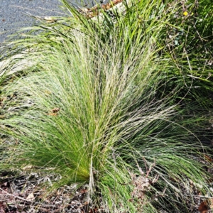 Nassella trichotoma at Forde, ACT - 14 May 2024