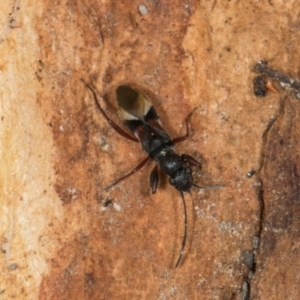 Daerlac cephalotes (Ant Mimicking Seedbug) at Higgins, ACT by AlisonMilton