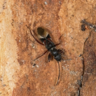 Daerlac cephalotes (Ant Mimicking Seedbug) at Higgins, ACT - 8 May 2024 by AlisonMilton