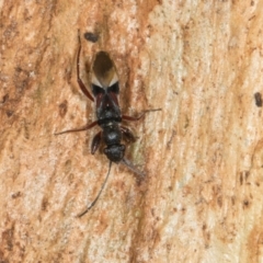 Daerlac cephalotes at Higgins, ACT - 8 May 2024