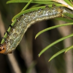 Pterygophorus cinctus (Bottlebrush sawfly) at Higgins, ACT - 8 May 2024 by AlisonMilton