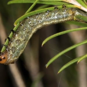 Pterygophorus cinctus at Higgins, ACT - 8 May 2024