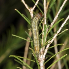 Pterygophorus cinctus at Higgins, ACT - 8 May 2024