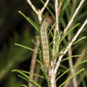 Pterygophorus cinctus at Higgins, ACT - 8 May 2024