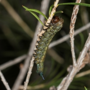 Pterygophorus cinctus at Higgins, ACT - 8 May 2024