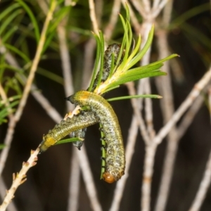 Pterygophorus cinctus at Scullin, ACT - 8 May 2024