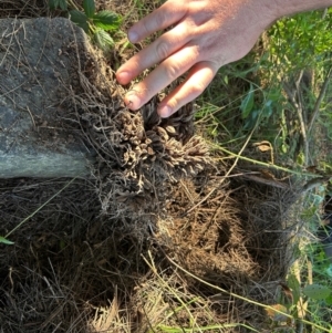 Asparagus asparagoides at Greenway, ACT - 14 May 2024