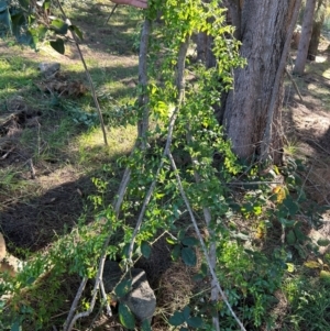 Asparagus asparagoides at Greenway, ACT - 14 May 2024