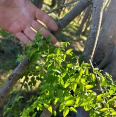 Asparagus asparagoides at Greenway, ACT - 14 May 2024