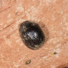 Trachymela sp. (genus) (Brown button beetle) at Higgins, ACT - 8 May 2024 by AlisonMilton