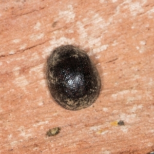 Trachymela sp. (genus) at Higgins, ACT - 8 May 2024