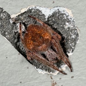 Unidentified Spider (Araneae) at suppressed by dwise