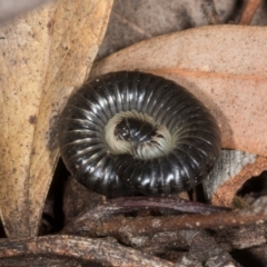 Juliformia sp. (superorder) (A Juliform millipede) at Higgins, ACT - 8 May 2024 by AlisonMilton