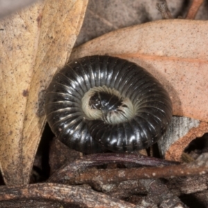 Juliformia sp. (superorder) at Higgins, ACT - 8 May 2024