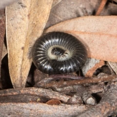 Juliformia sp. (superorder) at Higgins, ACT - 8 May 2024