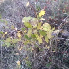 Rubus parvifolius at Cooma North Ridge Reserve - 14 May 2024 by mahargiani