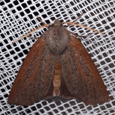 Paralaea porphyrinaria (Chestnut Vein Crest Moth) at suppressed - 14 May 2024 by DianneClarke