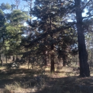 Cupressus sp. at Cooma North Ridge Reserve - 14 May 2024