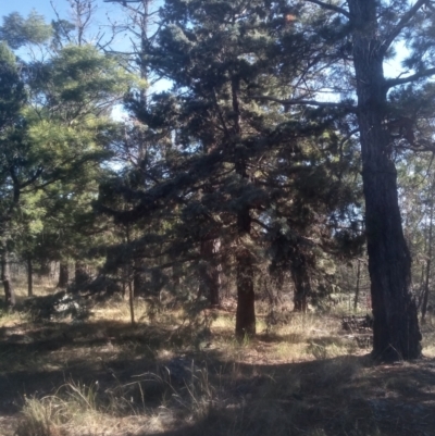 Cupressus sp. (A Cypress) at Cooma North Ridge Reserve - 14 May 2024 by mahargiani