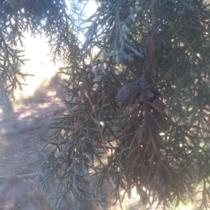 Cupressus sp. at Cooma North Ridge Reserve - 14 May 2024