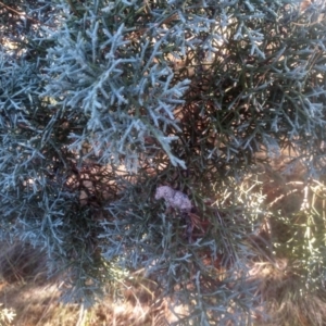 Cupressus sp. at Cooma North Ridge Reserve - 14 May 2024