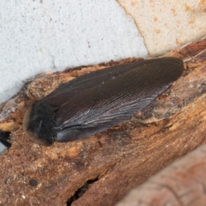 Laxta granicollis (Common bark or trilobite cockroach) at Higgins, ACT by AlisonMilton