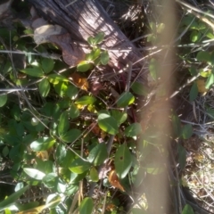 Cydonia oblonga at Cooma North Ridge Reserve - 14 May 2024 by mahargiani