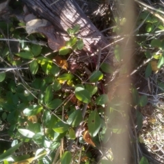 Unidentified Other Shrub at Cooma North Ridge Reserve - 14 May 2024 by mahargiani