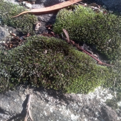 Andreaea amblyophylla at Cooma, NSW - 14 May 2024 by mahargiani