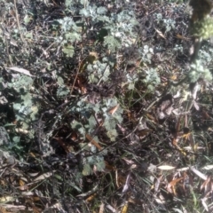 Marrubium vulgare (Horehound) at Cooma North Ridge Reserve - 14 May 2024 by mahargiani
