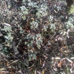 Marrubium vulgare (Horehound) at Cooma North Ridge Reserve by mahargiani