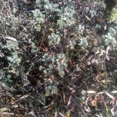 Marrubium vulgare (Horehound) at Cooma, NSW - 14 May 2024 by mahargiani