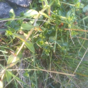 Lysimachia arvensis at Cooma North Ridge Reserve - 14 May 2024